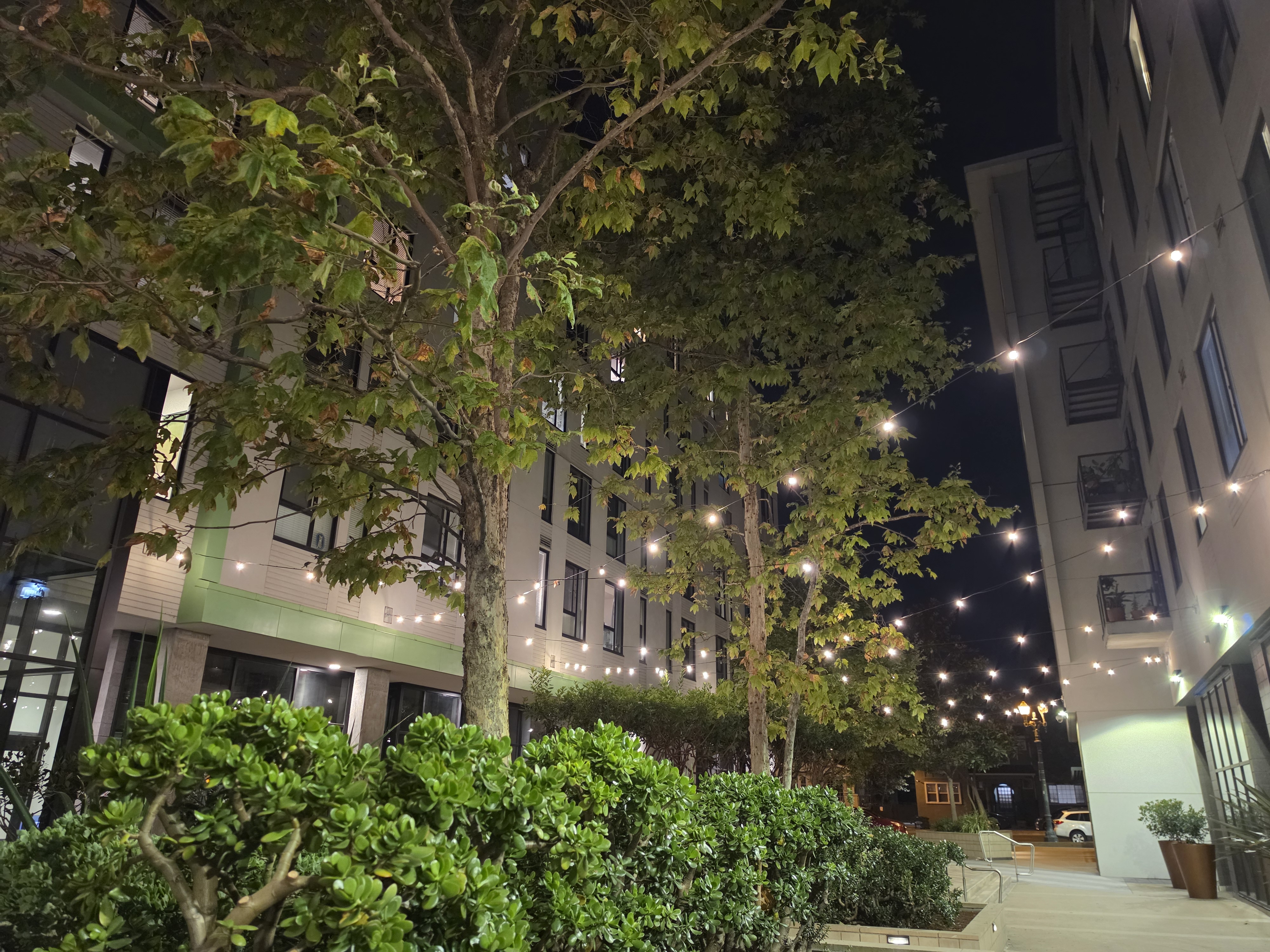String lights in between trees and buildings