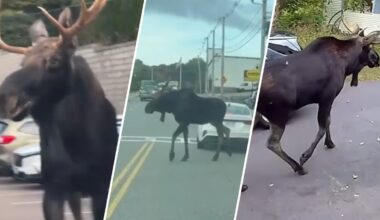 Moose takes stroll through streets of Gardner, MA – NBC Boston