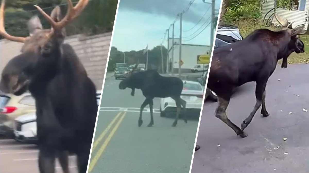 Moose takes stroll through streets of Gardner, MA – NBC Boston