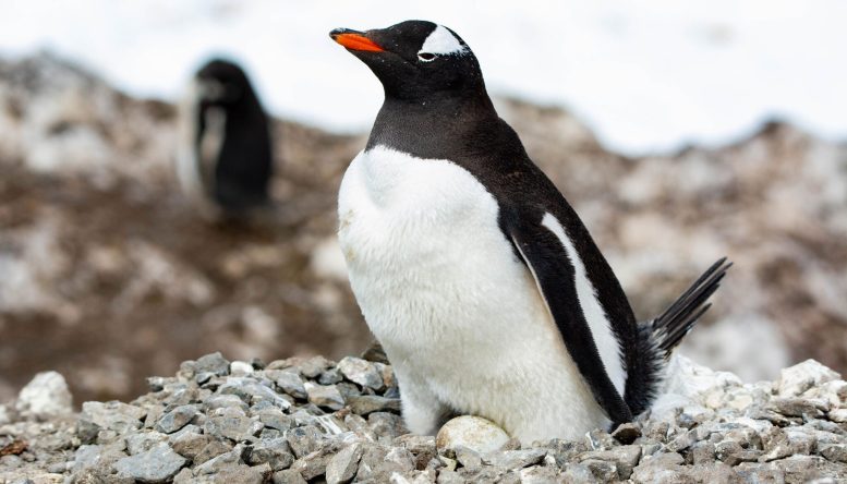 Gentoo Penguin Incubating an Egg