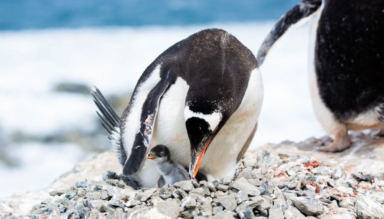 Gentoo Penguin With Chick