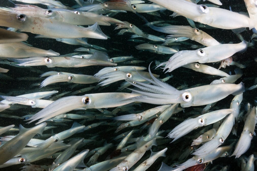 Squid Have Been Taking Over The Ocean – But It Might Not Be Because of Heat, Scientists Say