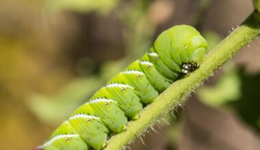 Scientists Put Caterpillars in an Ultraquiet Chamber to Learn How They Hear Without Ears