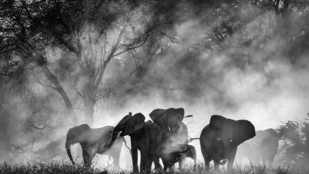 Werner Herzog's 'Ghost Elephants' Lands Deal With Buffalo 8