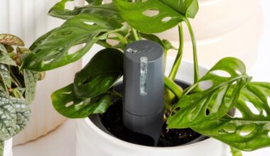 Willow Plant Sensor review: Are your thumbs less green and more grim reaper? – The Irish Times