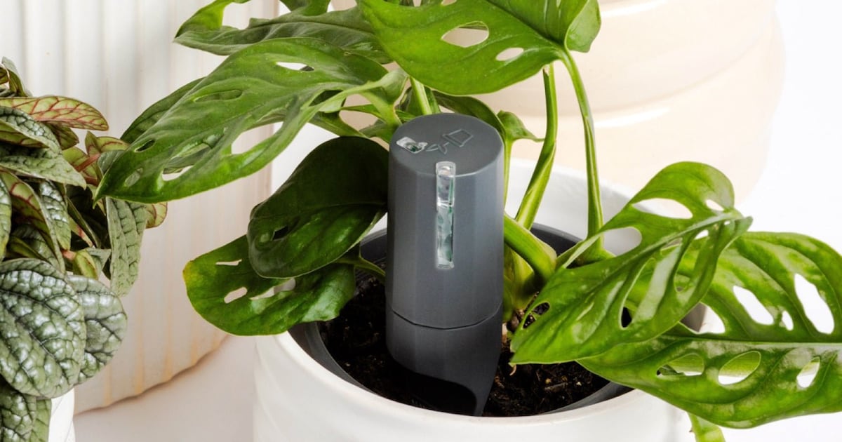 Willow Plant Sensor review: Are your thumbs less green and more grim reaper? – The Irish Times
