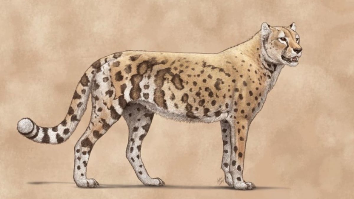 The 'American Cheetah' Was Actually a Different Animal All Along : ScienceAlert