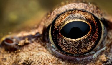 In The Middle Of The Amazon Forest, Scientists Discover A New Frog Species Hidden Among Lookalikes