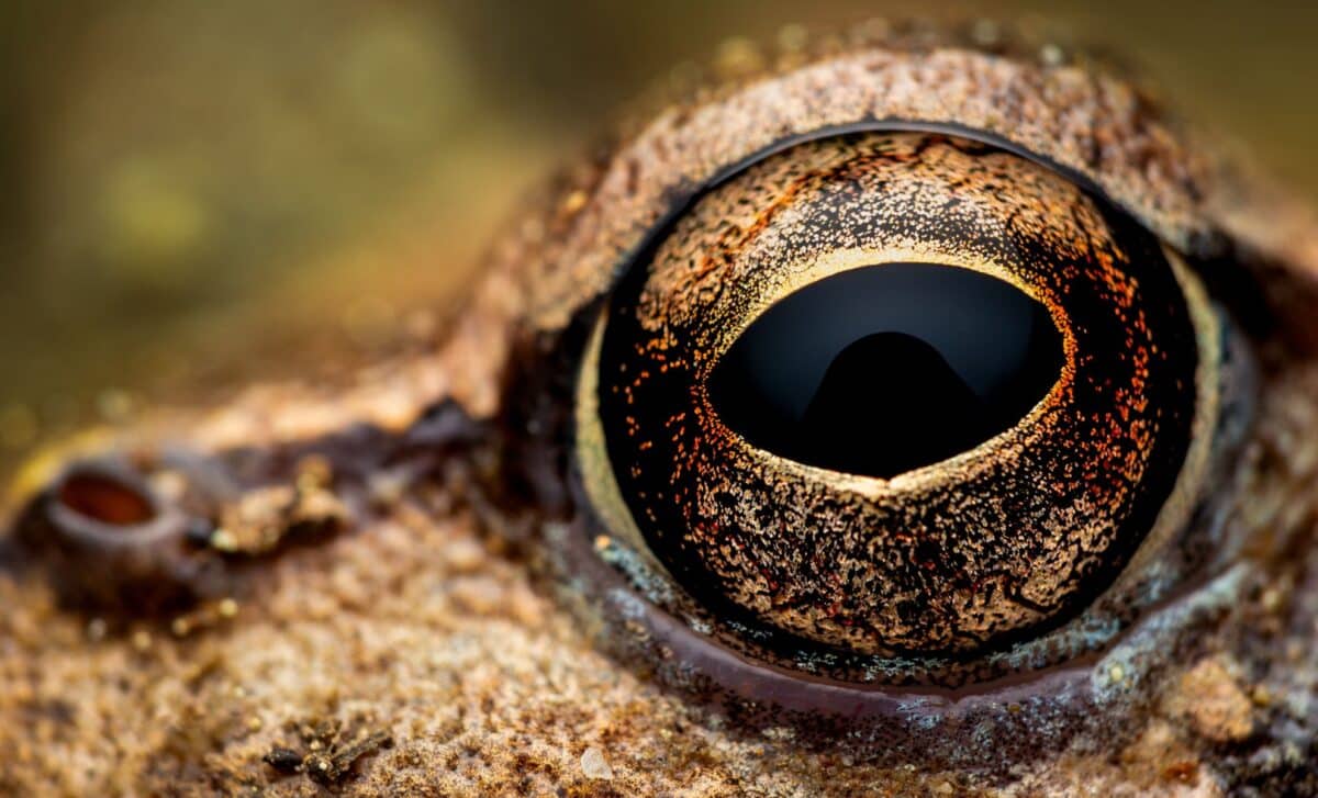 In The Middle Of The Amazon Forest, Scientists Discover A New Frog Species Hidden Among Lookalikes