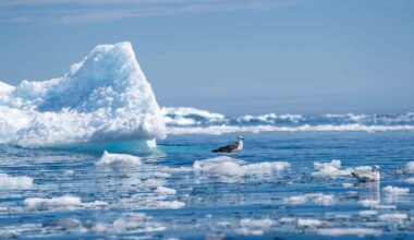 This Arctic predator rivals the polar bear, and it lives on the seafloor