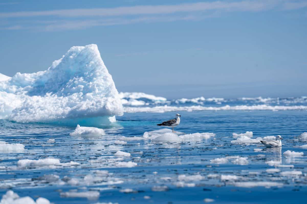 This Arctic predator rivals the polar bear, and it lives on the seafloor