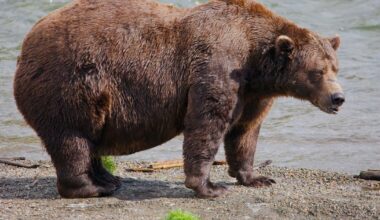 Fat Bear Week opens for Alaska’s heavyweight crown. Can Chunk, the 1,200-pound champ, win again? - CTV News