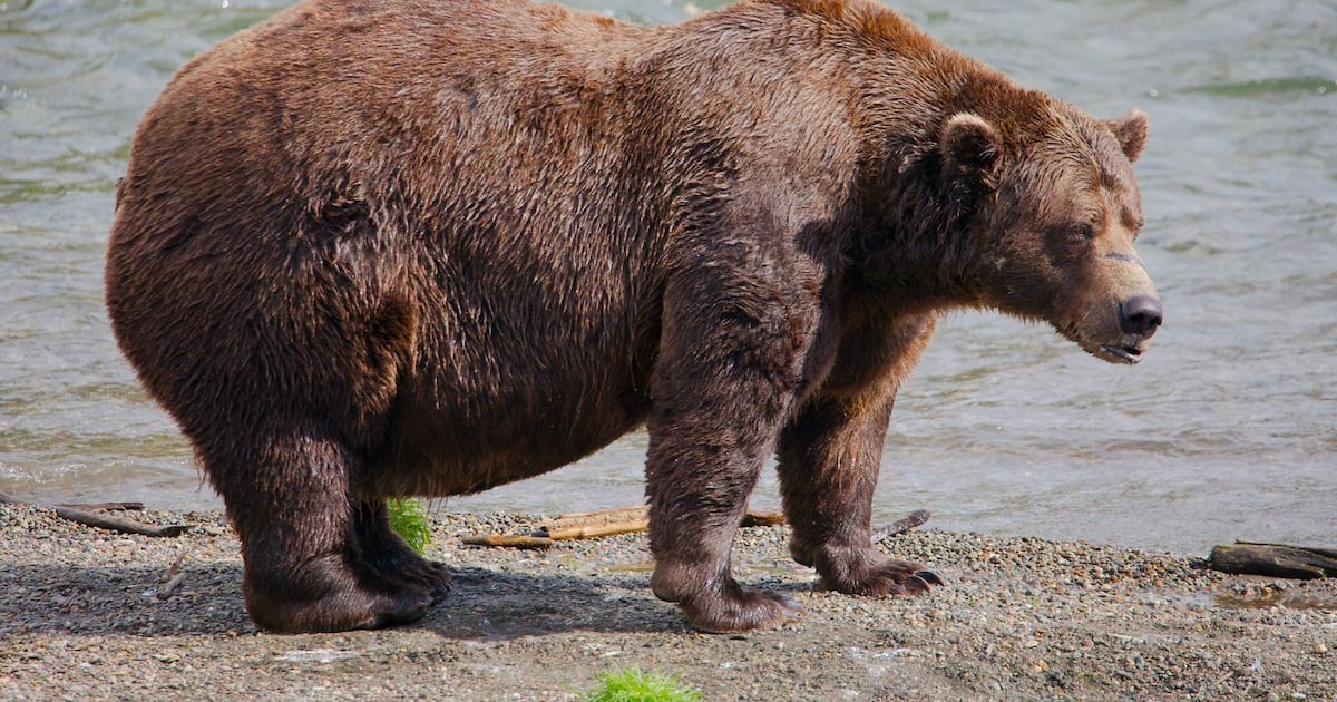Fat Bear Week opens for Alaska’s heavyweight crown. Can Chunk, the 1,200-pound champ, win again? - CTV News