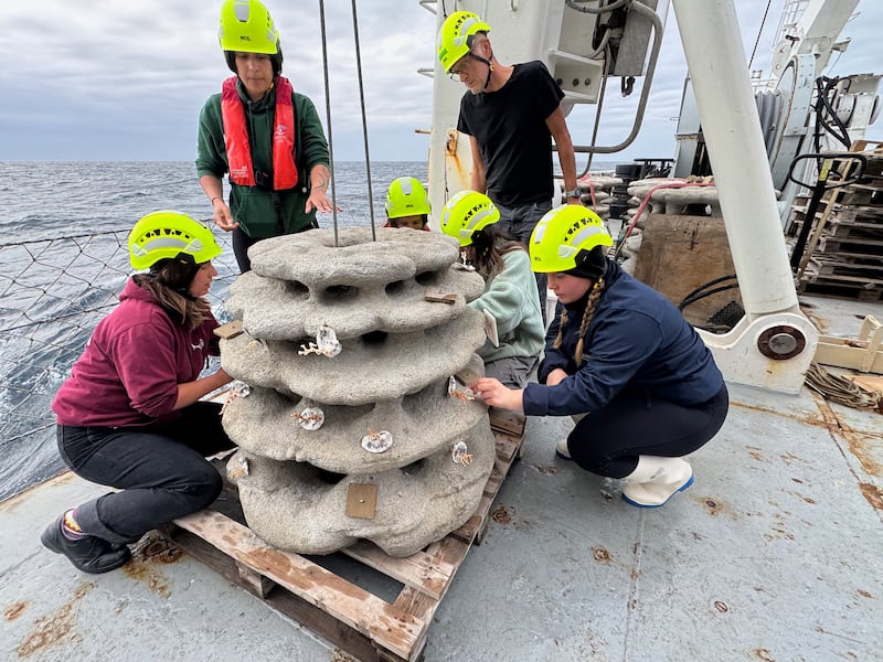Researchers from University of Galway attach coral to the artificial reef. Photograph: Redecor 2026