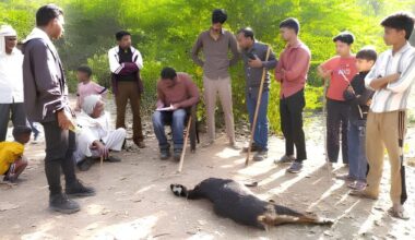Leopards vs all—Mangar Bani is facing animal-animal conflict, villagers are stuck in between