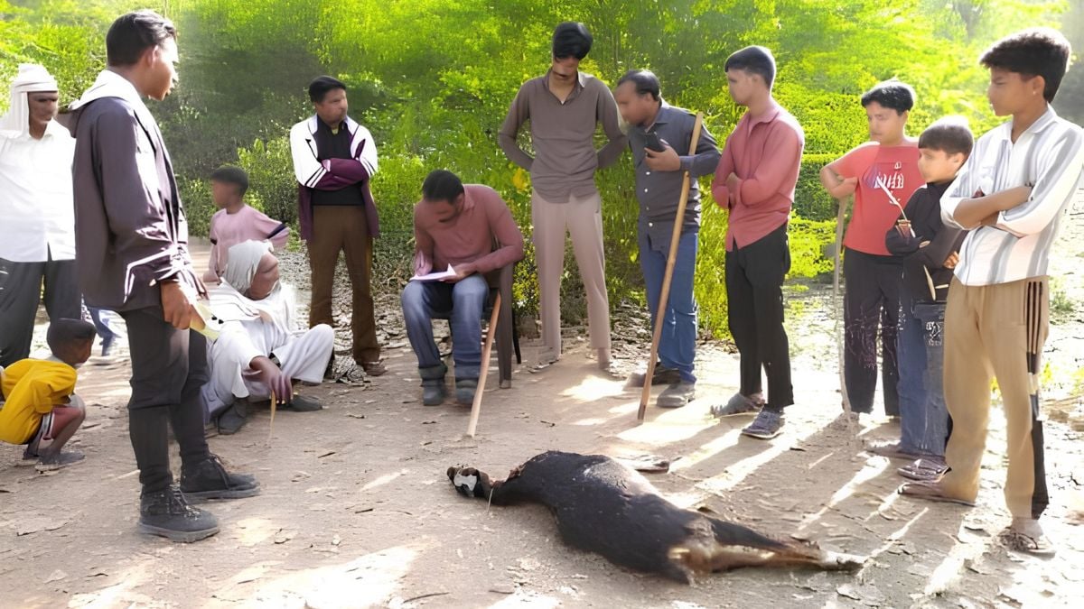 Leopards vs all—Mangar Bani is facing animal-animal conflict, villagers are stuck in between