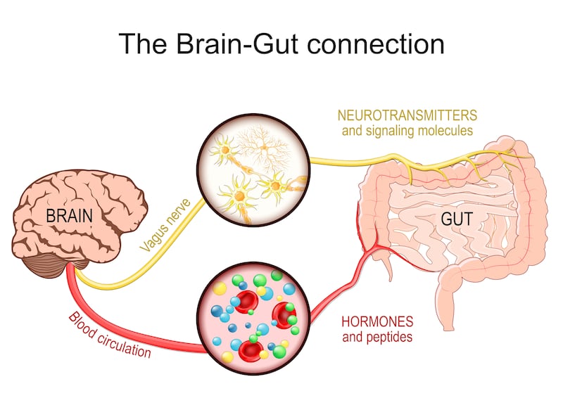 The gut has a number of neurons that connect with the brain, which governs functions such as mucus production, digestion and gut movement.
'It’s not just the brain telling the gut what to do,' says Das. 'The gut also can message back.'