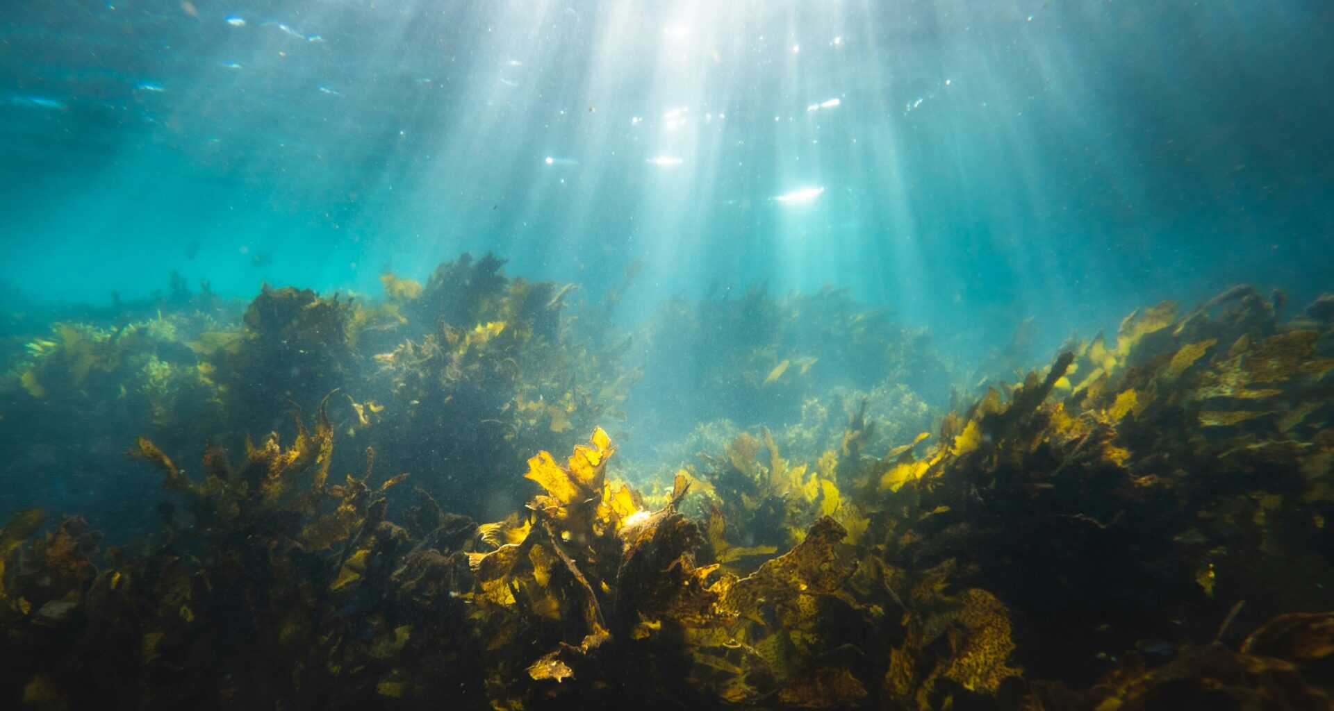 Marine Bacteria Unite to Break Down Tough Carbon Molecule