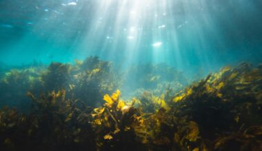 Marine Bacteria Unite to Break Down Tough Carbon Molecule