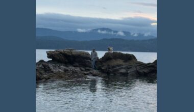 Mac DeMarco: Dog on the Rock / Seven Off the Two / Seaplane Dog / The View from Tian Tan Album Review