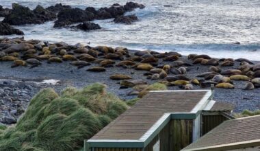 Australia Is Evacuating an Antarctic Base So No One Has to Watch Thousands of Seals Die