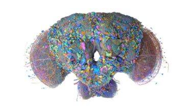Google Male Fruit Fly Brain Map