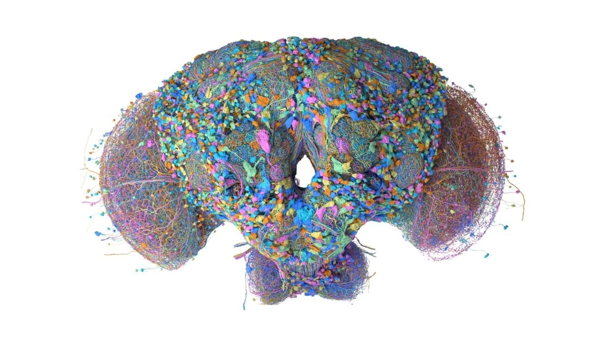 Google Male Fruit Fly Brain Map