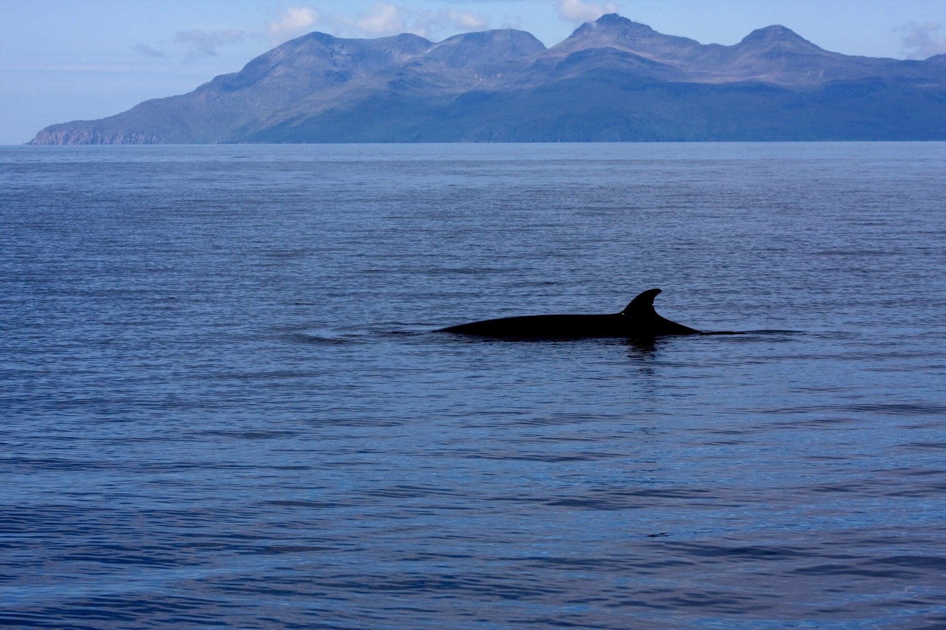 Minke whale off the Isle of Rum