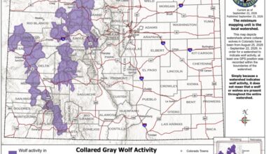 Where did Colorado’s wolves travel in September? 