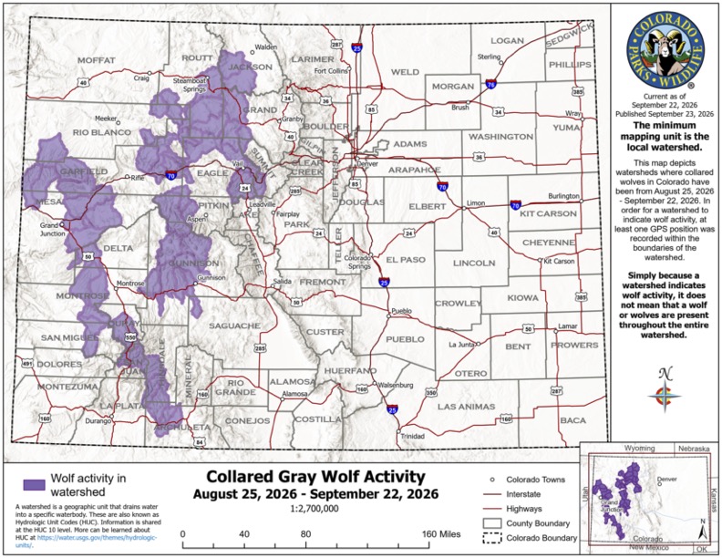 Where did Colorado’s wolves travel in September? 