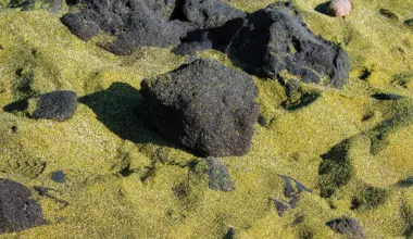 Engineered bacteria speed rock weathering for carbon removal