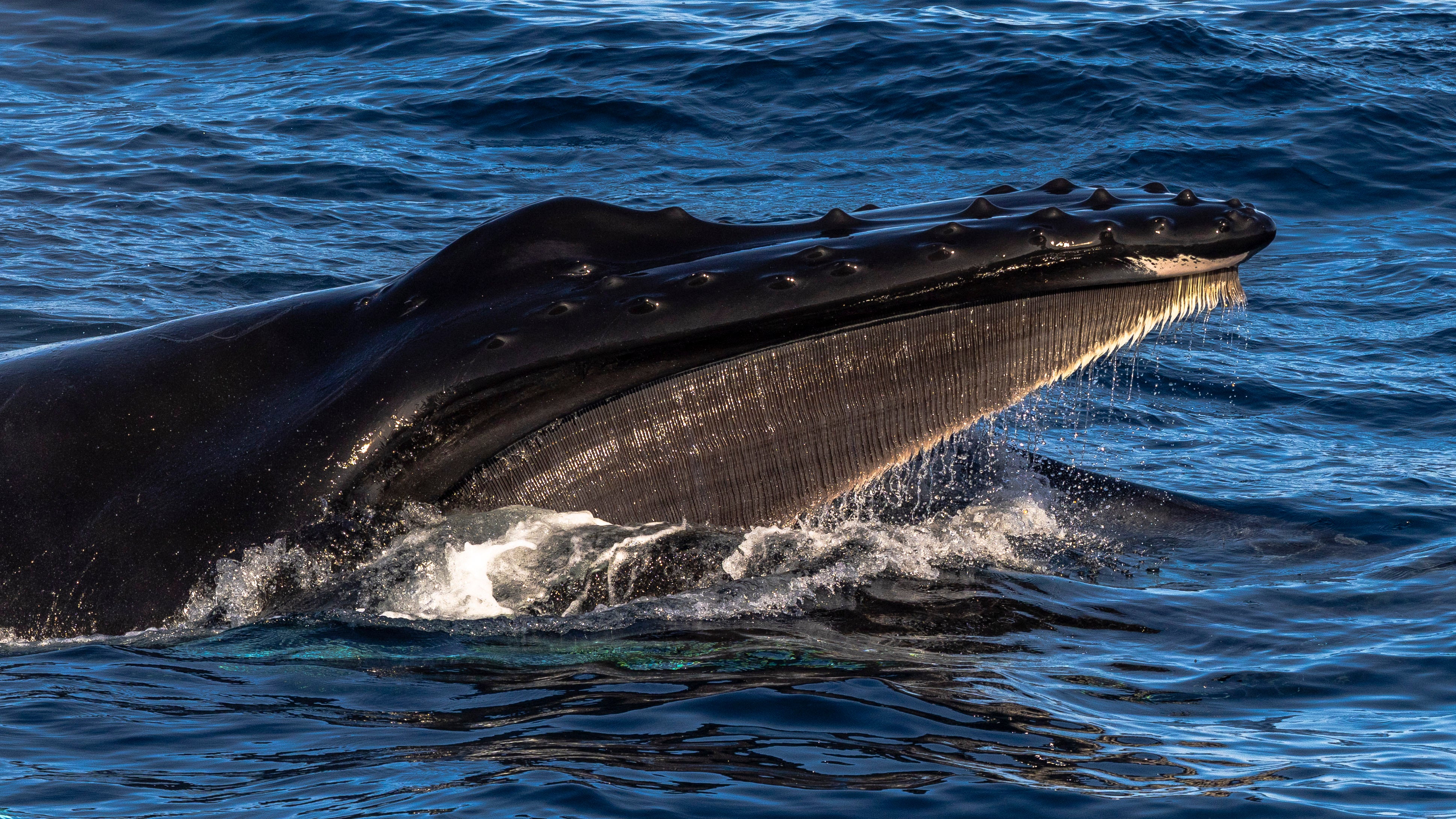Jake spotted hundreds of humpback whales during the voyage