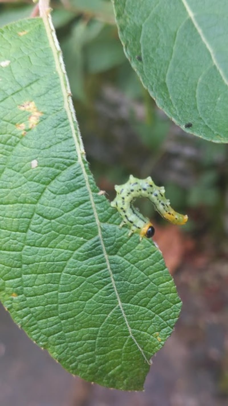 Lesser willow sawfly larva. Photograph: Rory Mc Guinn