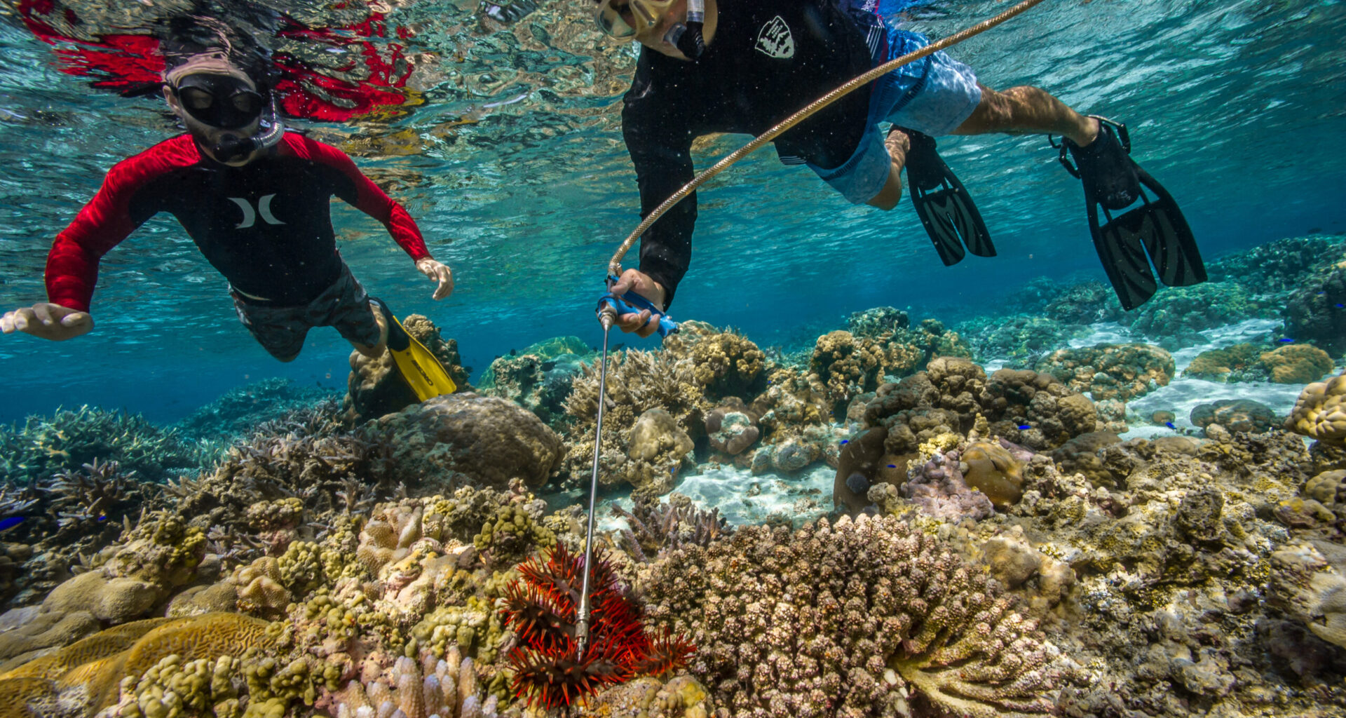 Culling coral-killing starfish generates $20 million for Queensland