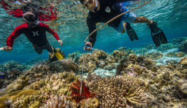 Culling coral-killing starfish generates $20 million for Queensland