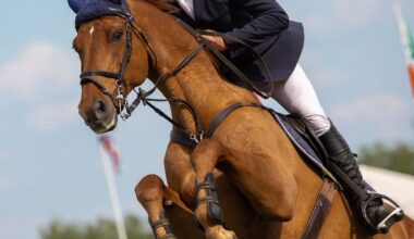 Examiner believes Horse Sport Ireland is salvageable, High Court hears – The Irish Times