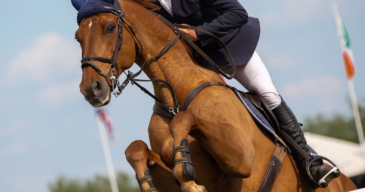 Examiner believes Horse Sport Ireland is salvageable, High Court hears – The Irish Times