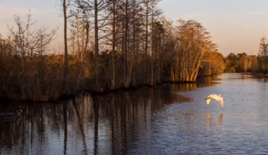 Opinion | Protecting nature is possible through innovative financing