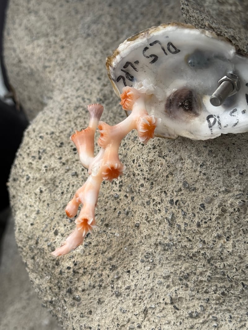 Close-up of an attached coral prior to the artificial reef deployment. Photograph: Redecor 2026