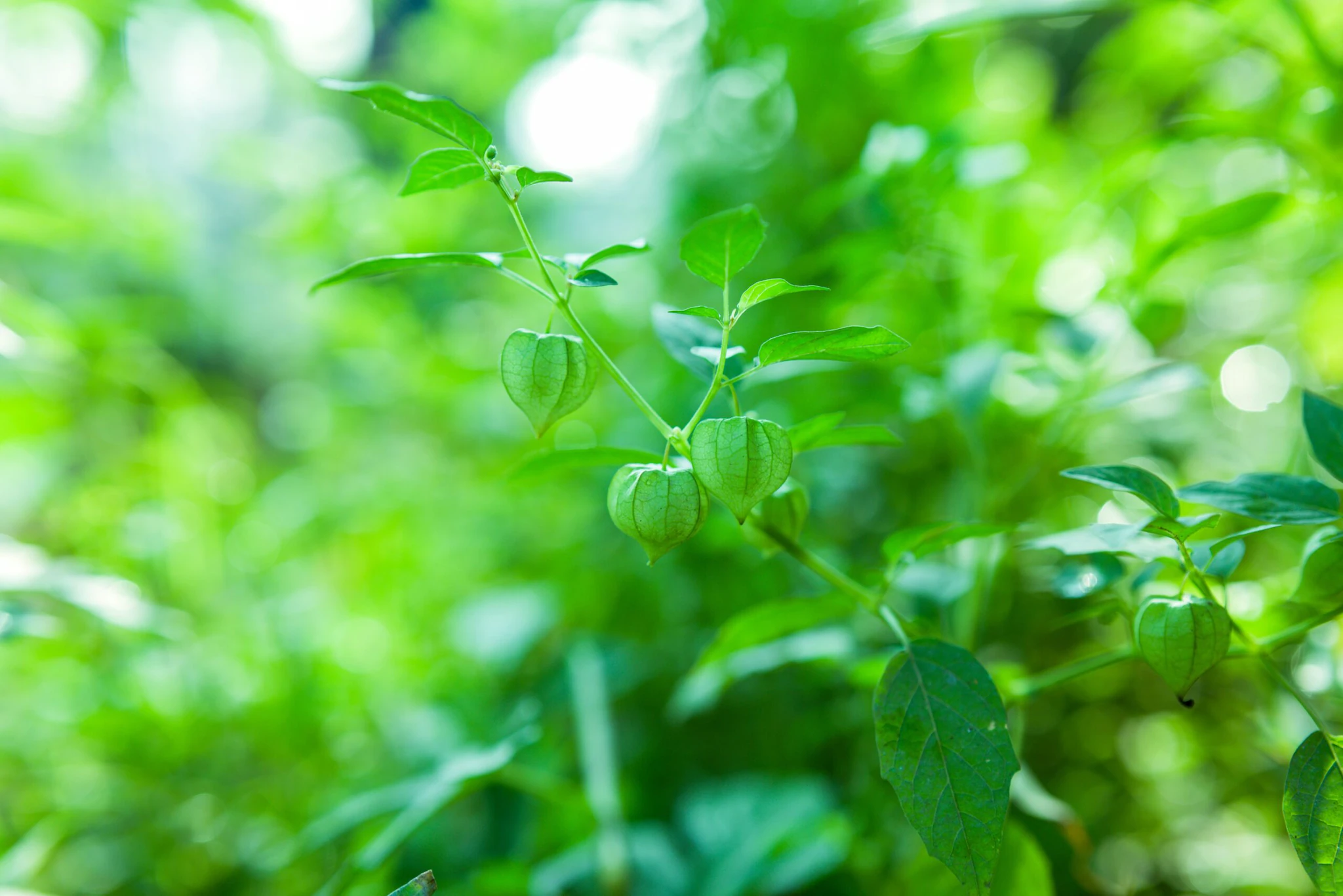 Ashwagandha: PM Narendra Modi talked about it and refered to the magical benefits this herb offers. Addressing the 2nd WHO Global Summit on Traditional Medicine, he said, "While the herb has been used for centuries in India, its global demand rose significantly during the COVID-19 pandemic. He pointed out that a special global discussion on Ashwagandha was held during the summit, where international experts deliberated on its safety, quality, and therapeutic use, reaffirming India’s commitment to integrating time-tested remedies into global public health systems through scientific evidence." (Representative Image: Pexels) Ashwagandha: PM Narendra Modi talked about it and refered to the magical benefits this herb offers. Addressing the 2nd WHO Global Summit on Traditional Medicine, he said, "While the herb has been used for centuries in India, its global demand rose significantly during the COVID-19 pandemic. He pointed out that a special global discussion on Ashwagandha was held during the summit, where international experts deliberated on its safety, quality, and therapeutic use, reaffirming India’s commitment to integrating time-tested remedies into global public health systems through scientific evidence." (Representative Image: Pexels)