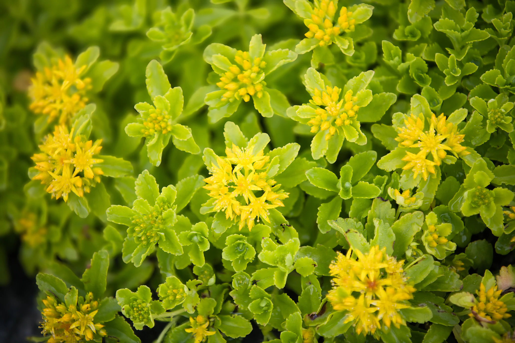 Solo: PM Modi mentioned a special plant called “Solo” in 2019 during a discussion about Ladakh. The plant grows in high mountains, surrounded by snow and bitter cold. Solo reportedly boosts the body’s immunity and is considered very beneficial for those who frequently feel tired or shortness of breath. (Representative Image: Pexels) Solo: PM Modi mentioned a special plant called “Solo” in 2019 during a discussion about Ladakh. The plant grows in high mountains, surrounded by snow and bitter cold. Solo reportedly boosts the body’s immunity and is considered very beneficial for those who frequently feel tired or shortness of breath. (Representative Image: Pexels)