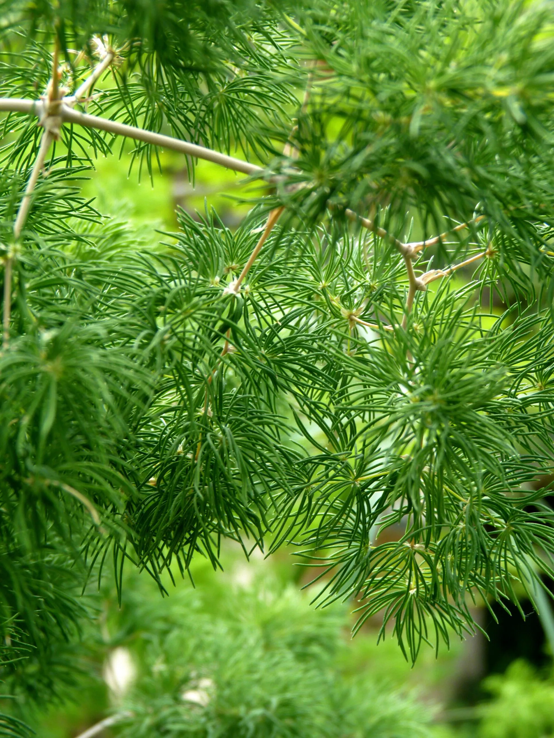 Shatavari, Ashoka, Sarpagandha: In September 2021, while praising Patayat Sahu from Odisha, the PM mentioned several traditional herbs used around home for centuries. They are:- Shatavari: It is considered very effective in alleviating body weakness and maintaining hormonal balance. - Ashoka: Ashoka bark is a considered beneficial for women’s health and stomach problems. - Sarpagandha: This helps in calming the mind and inducing good sleep. (Representative Image: Pexels) Shatavari, Ashoka, Sarpagandha: In September 2021, while praising Patayat Sahu from Odisha, the PM mentioned several traditional herbs used around home for centuries. They are:- Shatavari: It is considered very effective in alleviating body weakness and maintaining hormonal balance. - Ashoka: Ashoka bark is a considered beneficial for women’s health and stomach problems. - Sarpagandha: This helps in calming the mind and inducing good sleep. (Representative Image: Pexels)
