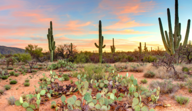 Ecologists fenced kangaroo rats out of plots in the Arizona desert to study competition among rodents — twelve years later, grass was three times denser and the desert had begun turning into grassland