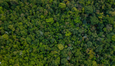 Deep in the Amazon, researchers found birds and monkeys passing predator warnings from one species to another — a single alarm can ripple through the canopy as other animals hear it, react and pass the danger on