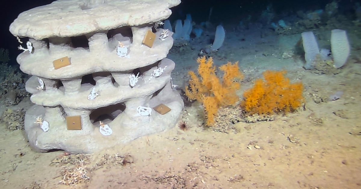 Irish scientists lay 3D-printed reefs in pioneering bid to restore deep-sea coral – The Irish Times