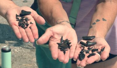 Shark tooth hunting surges after beach renourishment project