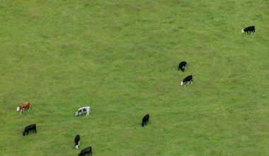 Case of bluetongue virus identified in Co Wexford cattle herd – The Irish Times