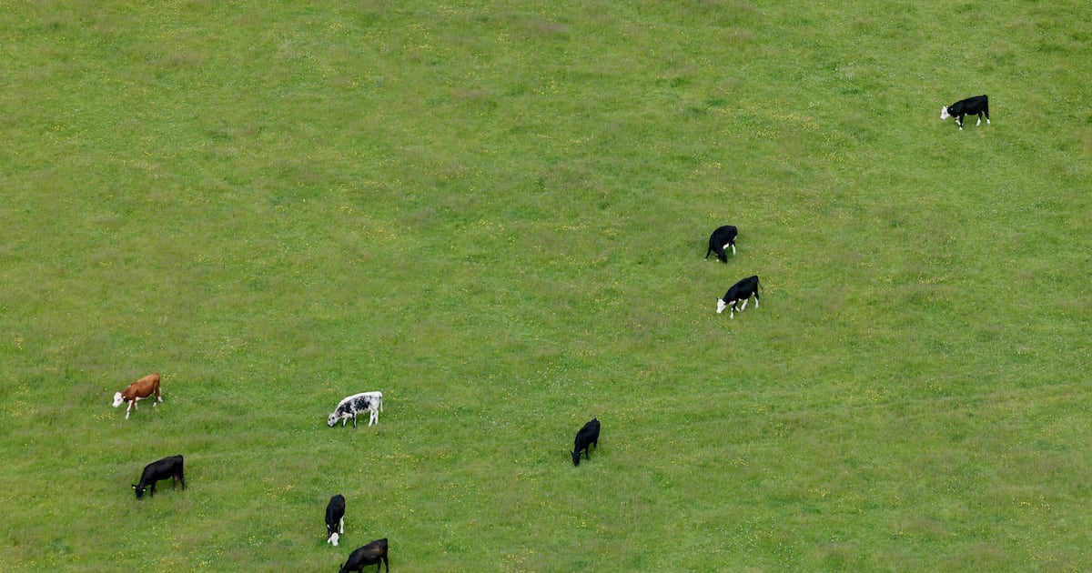 Case of bluetongue virus identified in Co Wexford cattle herd – The Irish Times
