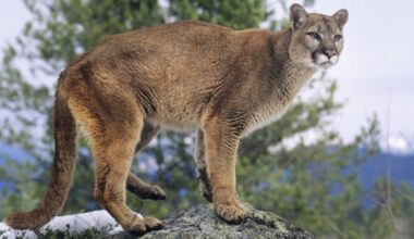 Mountain lion enters Fall River County home, prompting warning