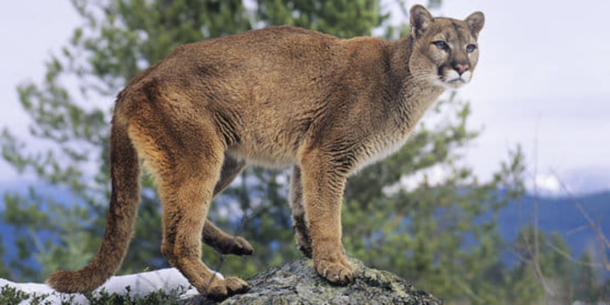 Mountain lion enters Fall River County home, prompting warning
